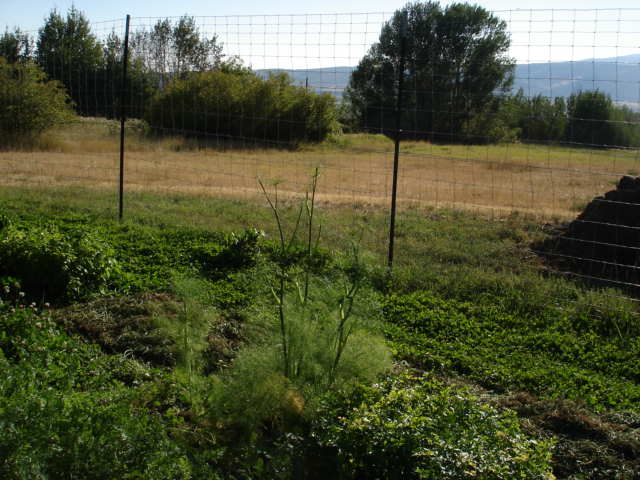 [garden 2012 Sept 3 010.jpg]